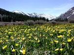 Springtime near Sonora Pass