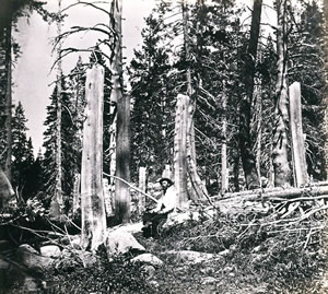 Tree stumps from Donnor camp