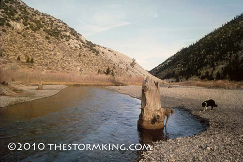 Ancient tree stumps